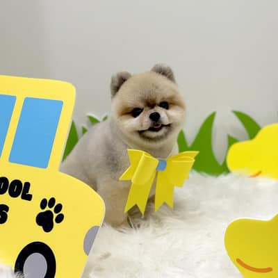 [부산 부산진구] 미찌동펫