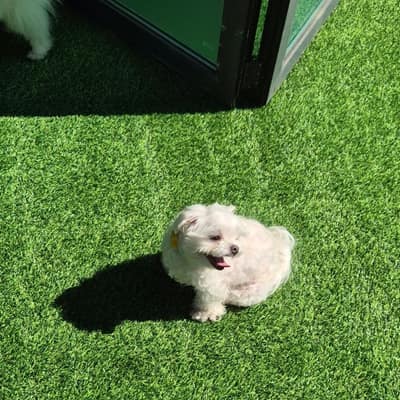 [강원 원주] 푸젤강아지유치원 체험단