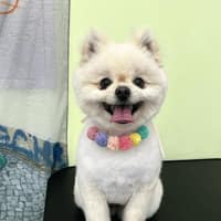 펜디멍 로고