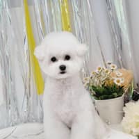 꼬씨와펫살롱 로고