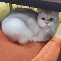 달빛냥살롱 로고