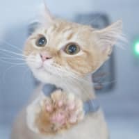 코냥코냥 로고
